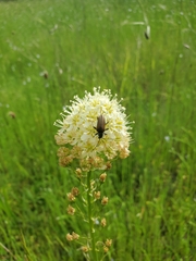 Rhagiini
