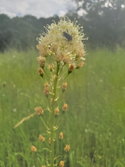 Rhagiini