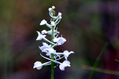 Platanthera nivea