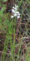 Platanthera nivea