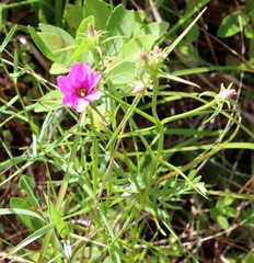 Sabatia gentianoides