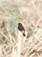 Saxicola caprata