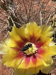 Acmaeodera bowditchi