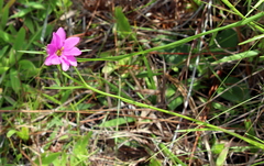 Sabatia gentianoides