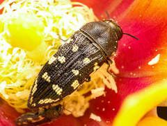 Acmaeodera bowditchi
