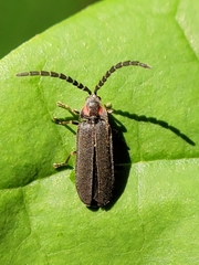 Lucidota punctata