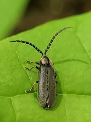 Lucidota punctata