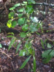 Streblus heterophyllus