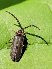 Lucidota punctata