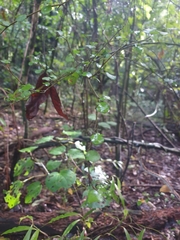 Streblus heterophyllus