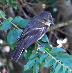 Knipolegus cyanirostris