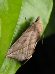 Calyptra