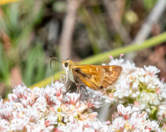 Ochlodes agricola