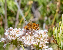 Ochlodes agricola