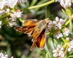 Ochlodes agricola
