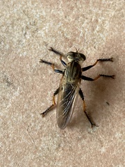 Cophinopoda