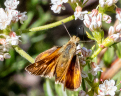 Ochlodes agricola