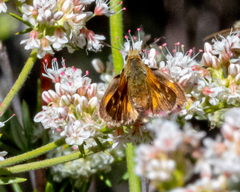 Ochlodes agricola