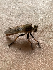Cophinopoda