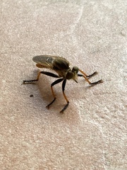 Cophinopoda