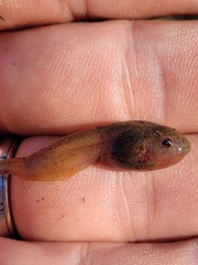 Ranoidea caerulea