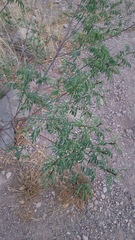 Indigofera sphaerocarpa