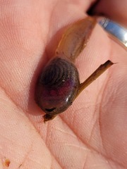 Ranoidea caerulea