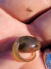 Ranoidea caerulea