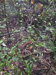 Streblus heterophyllus