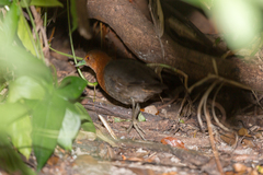 Rallina tricolor