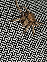 Araneus andrewsi