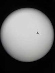 Geranoaetus polyosoma