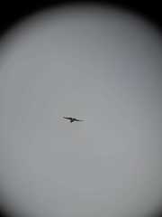 Geranoaetus polyosoma