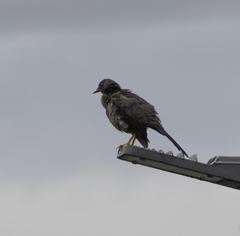 Turdus fuscater