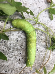 Clanis bilineata