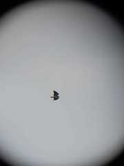 Geranoaetus polyosoma