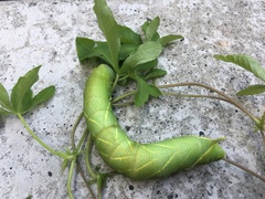 Clanis bilineata