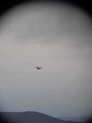 Geranoaetus polyosoma