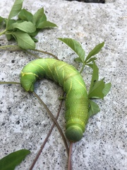 Clanis bilineata