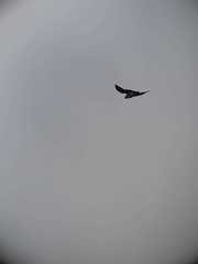 Geranoaetus polyosoma