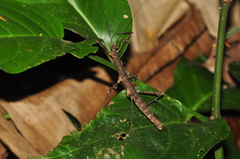 Ceroys perfoliatus