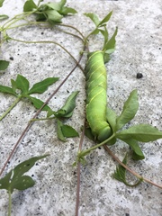 Clanis bilineata