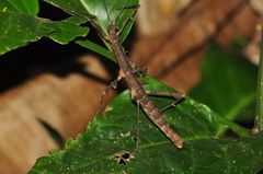 Ceroys perfoliatus