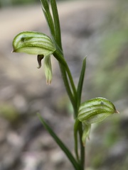 Pterostylis tunstallii