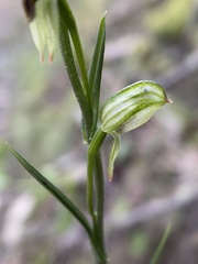 Pterostylis tunstallii