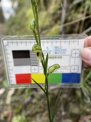 Pterostylis tunstallii