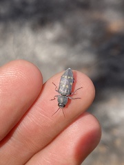 Melanophila consputa