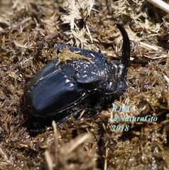 Phanaeus quadridens