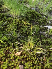 Carex lucorum