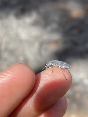 Melanophila consputa